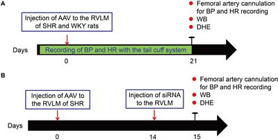 β-Arrestin1 Reduces Oxidative Stress via Nrf2 Activation in the Rostral Ventrolateral Medulla in Hypertension